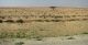 Arava_1.jpg
