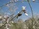 Epicometis 09.03.2012. Ezuz, Arava.jpg