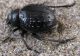 Pimelia angulata Syriaca. 09.03.2012 Arava. Ezuz.jpg