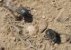 Tenebrionidae_2.  09.03.2012 Arava. Ezuz.jpg