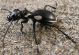Anthia sexmaculata F.1778. 09.03.2012 Arava_2.jpg