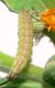 cuculia 002.JPG