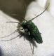 Phytoecia  caerulea. 2012.03.08. K. Haim.jpg