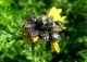 Oxythyrea noemi 2012.03.08. Kiryat Haim.jpg