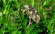 Larinus 2012.03.08_3.  Kiryat Haim.jpg