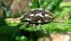 Larinus 2012.03.08_2.  Kiryat Haim.jpg
