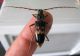 Phoracanta semipunctata_2 2012.03.08. Kiryat Haim.jpg