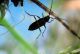 Phoracanta semipunctata 2012.03.08. Kiryat Haim.jpg