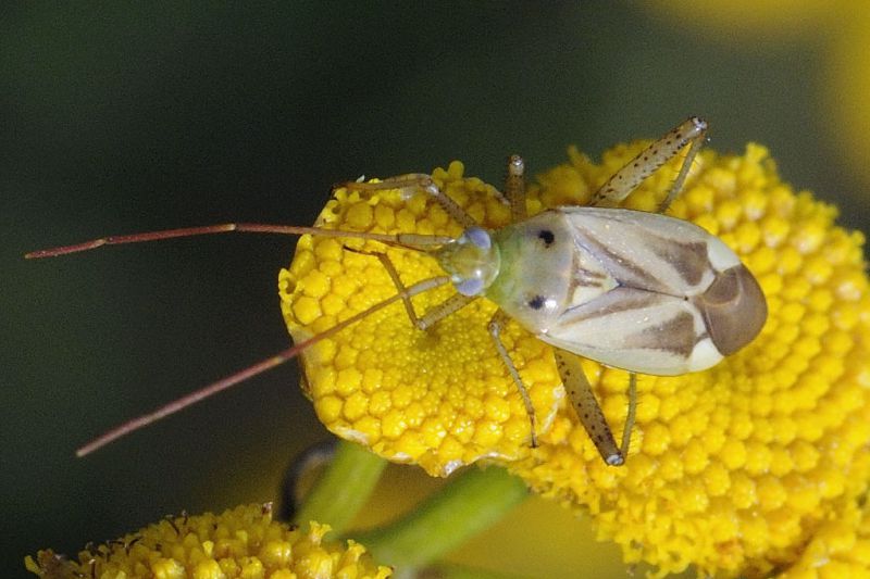 Miridae.jpg