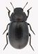 Orarabion dominici.jpg