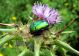 Protaetia cuprea ignicollis 10.03.2012.jpg