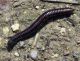 Ommatoiulus sabulosus 1.jpg