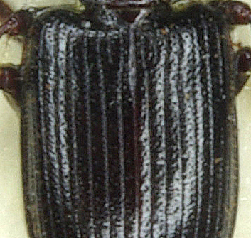 Carabidae 019part.jpg