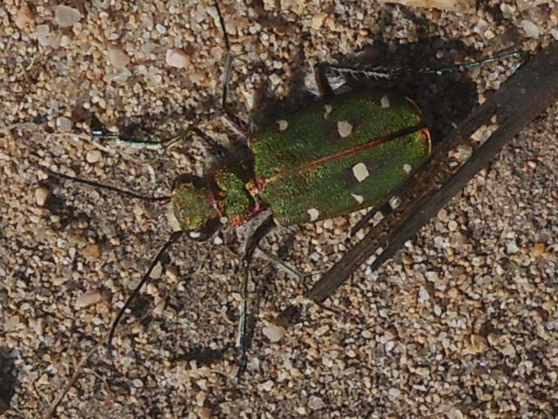 cicindela 1.JPG