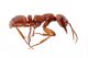 formica-lato_2012-03-18-13.15.jpg