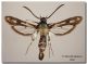 Pyropteron affinis_ Slovakia_forum.jpg