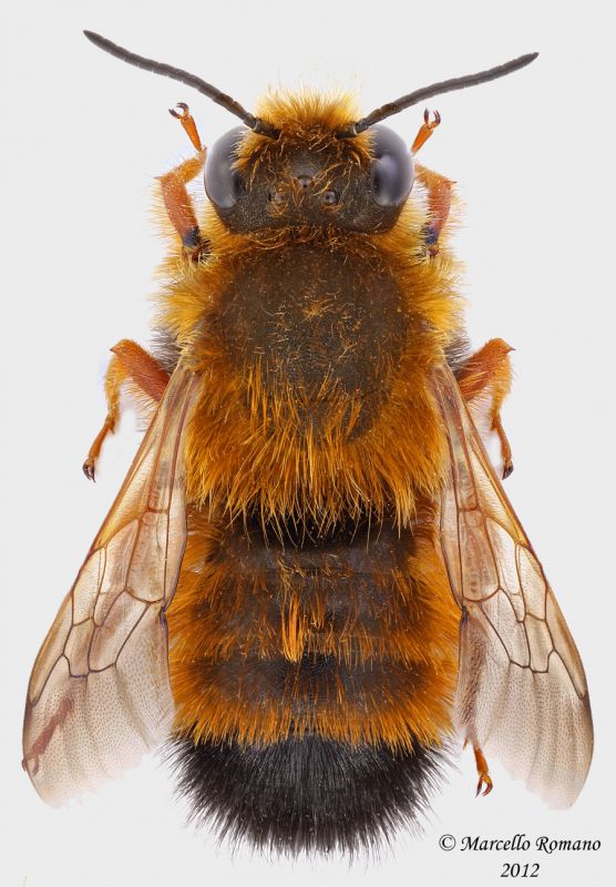 Osmia02.jpg