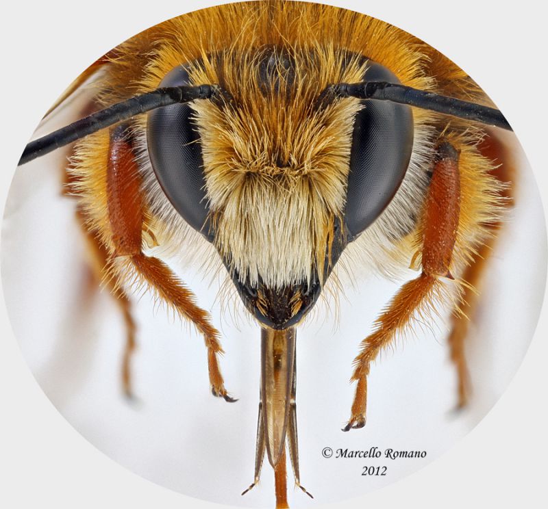 Osmia_capo2_web.jpg