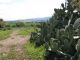 Meadow._2 Kiryat Ata 03.2012.jpg