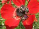 Glaphyridae_2 17.03.2012 Kiryat Ata.jpg