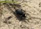 Carabus impressus camelita.jpg