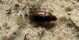Carabidae_2 17.03.2012.jpg
