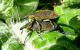 Larinus latus 2012.03.17 K. Ata.jpg