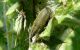 Curculionidae 17.03.2012. K. Ata.jpg