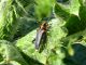 Helladia humeralis 2012.03.17 K . Ata.jpg