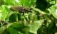 Agapanthia pustulifera._3 17.03.2012 K. Ata.jpg