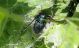 Agapanthia lais. 17.03.2012 K. Ata.jpg