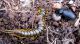 Carabus sidonius elonensis 17.03.2012 K, Ata.jpg