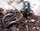 Carabus sidonius elonensis_2. 17.03.2012 K, Ata.jpg