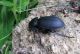 Carabus sidonius elonensis_3 17.03.2012 K, Ata.jpg