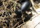 Carabus sidonius elonensis_4 17.03.2012 K, Ata.jpg