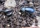 Carabus sidonius elonensis_5 17.03.2012 K, Ata.jpg