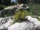 Forest. Kiryat Ata 17.03.2012.jpg
