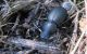 Tentyria herculeana 17.03.2012 K. Ata.jpg