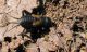 Liogryllus bimaculatus 17.03.2012. K. Ata.jpg