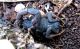 Hottentotta judaicus 2012.03.17. К. Ата.jpg