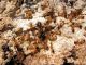Formicidae 17.03.2012. K. Ata.jpg