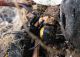 Aranea 17.03.2012 K. Ata.jpg