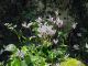 Cyclamen 17.03.2012 K. Ata.jpg