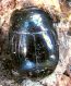 Margarinotus Stenister graecus.jpg