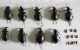 Carabus impressus carmelita 17.03.2012.jpg