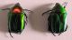 Protaetia cuprea ignicollis 17.03.2012.jpg