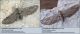 Eupithecia_unedonata_confronto_1024.jpg
