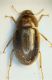 (Hydrophilidi) Helochares lividus (Forst).jpg