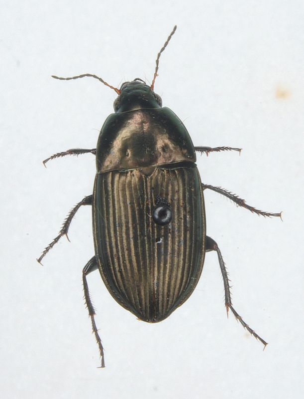 Carabidae 024mod.jpg