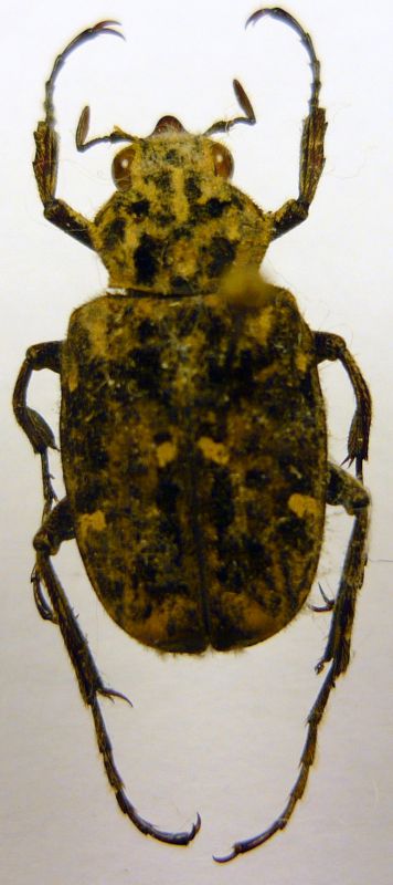 Incala setosa Moser, 1913 male.JPG